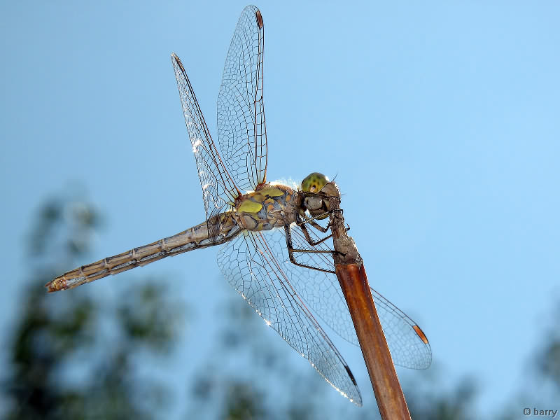 Sympetrum striolatum (Charpentier, 1840)